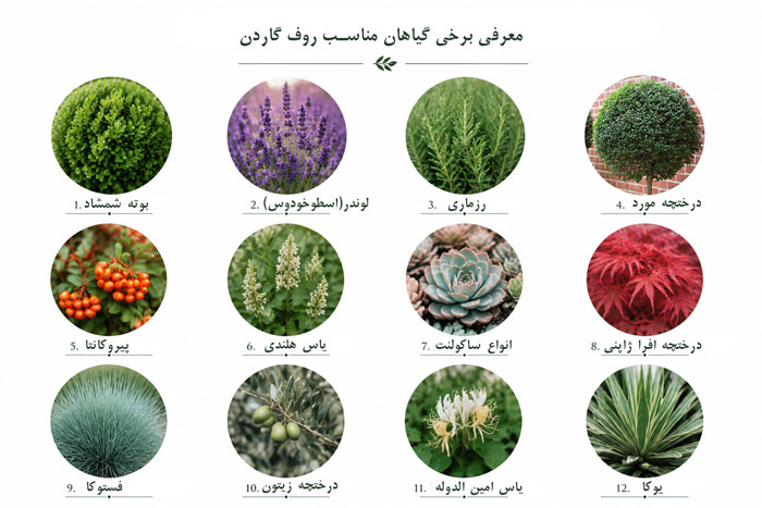گیاهان مناسب روف گاردن